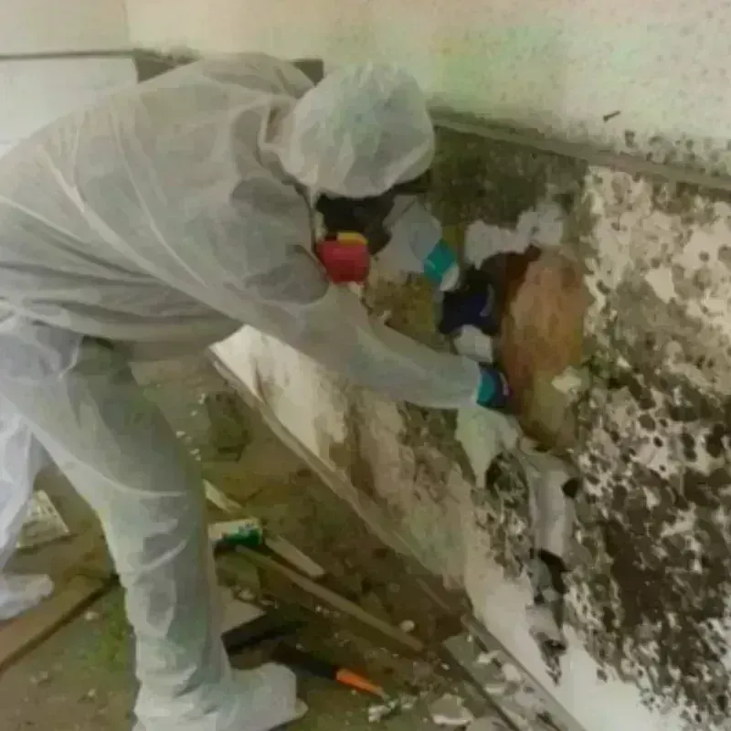 Mold Remediation and Removal in New Haven, MI